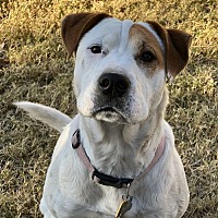 adopt-pet