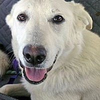 adopt-pet