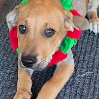 adopt-pet