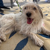 adopt-pet