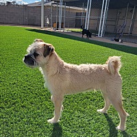 adopt-pet