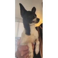 adopt-pet