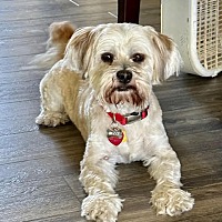 adopt-pet