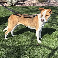 adopt-pet