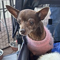 adopt-pet