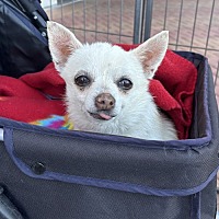 adopt-pet