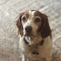 adopt-pet