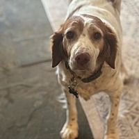 adopt-pet