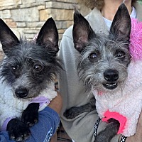 adopt-pet