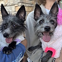 adopt-pet