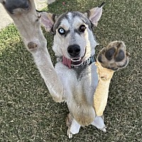adopt-pet