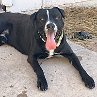 adopt-pet