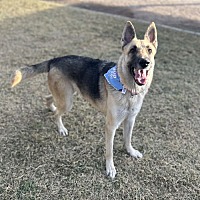 adopt-pet
