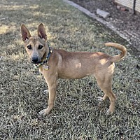 adopt-pet