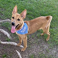adopt-pet