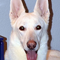 adopt-pet