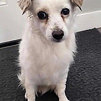 adopt-pet