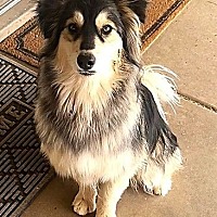 adopt-pet