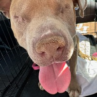 adopt-pet