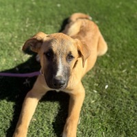 adopt-pet