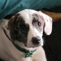 adopt-pet