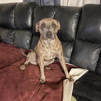 adopt-pet