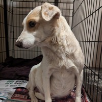 adopt-pet