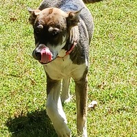 adopt-pet