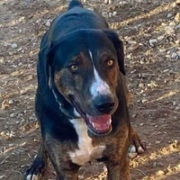 adopt-pet