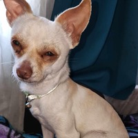 adopt-pet