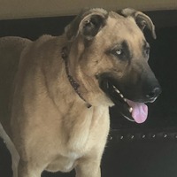 adopt-pet