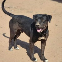 adopt-pet