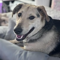 adopt-pet