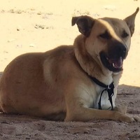 adopt-pet