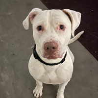 adopt-pet