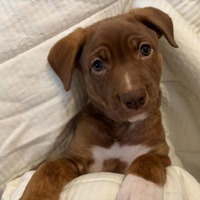 adopt-pet