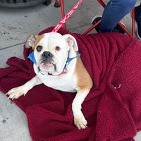 adopt-pet