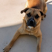 adopt-pet