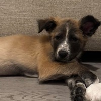 adopt-pet