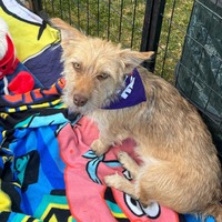 adopt-pet