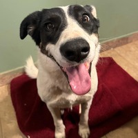 adopt-pet