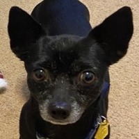 adopt-pet