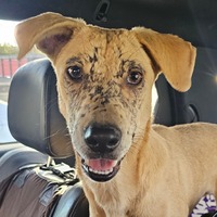 adopt-pet