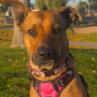 adopt-pet
