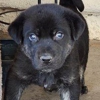 adopt-pet