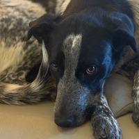 adopt-pet