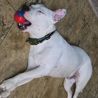 adopt-pet