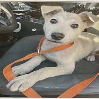 adopt-pet
