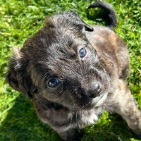 adopt-pet