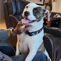 adopt-pet